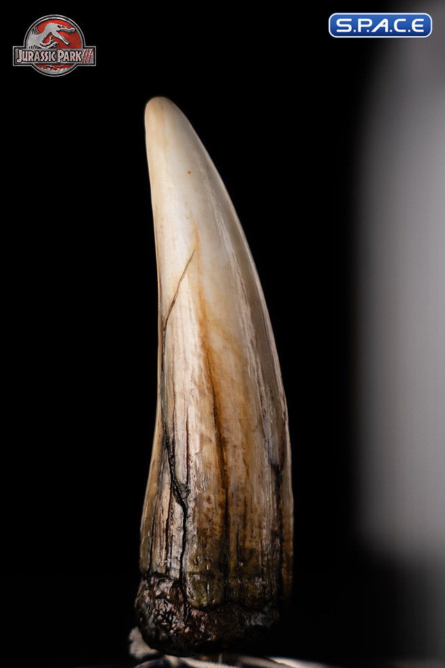 1:1 Spinosaurus Tooth Life-Size Replica (Jurassic Park III)