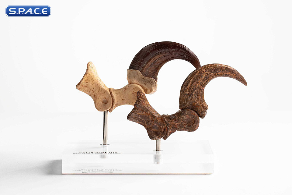 1:1 Velociraptor Foot Claw & Fossil Claw Life-Size Replica Set (Jurassic Park)