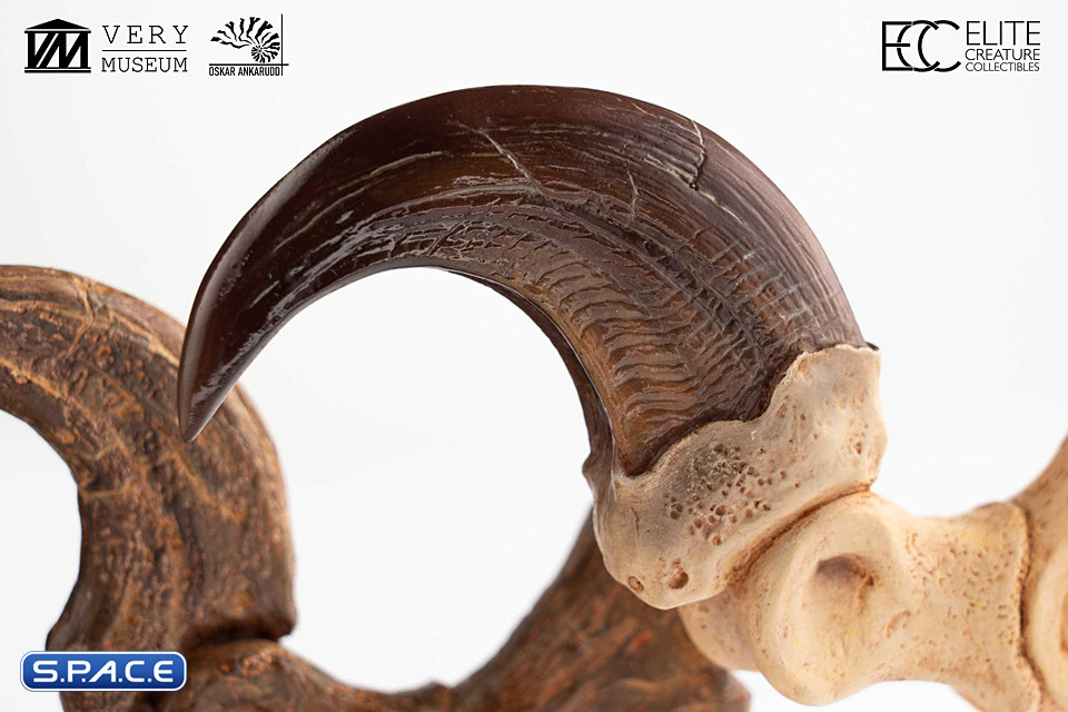 1:1 Velociraptor Foot Claw & Fossil Claw Life-Size Replica Set (Jurassic Park)