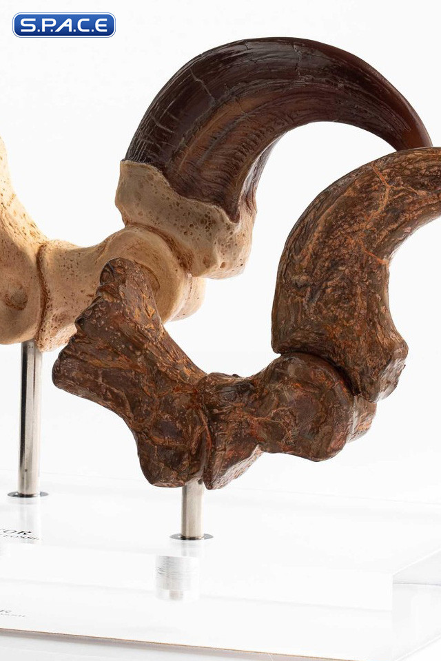 1:1 Velociraptor Foot Claw & Fossil Claw Life-Size Replica Set (Jurassic Park)