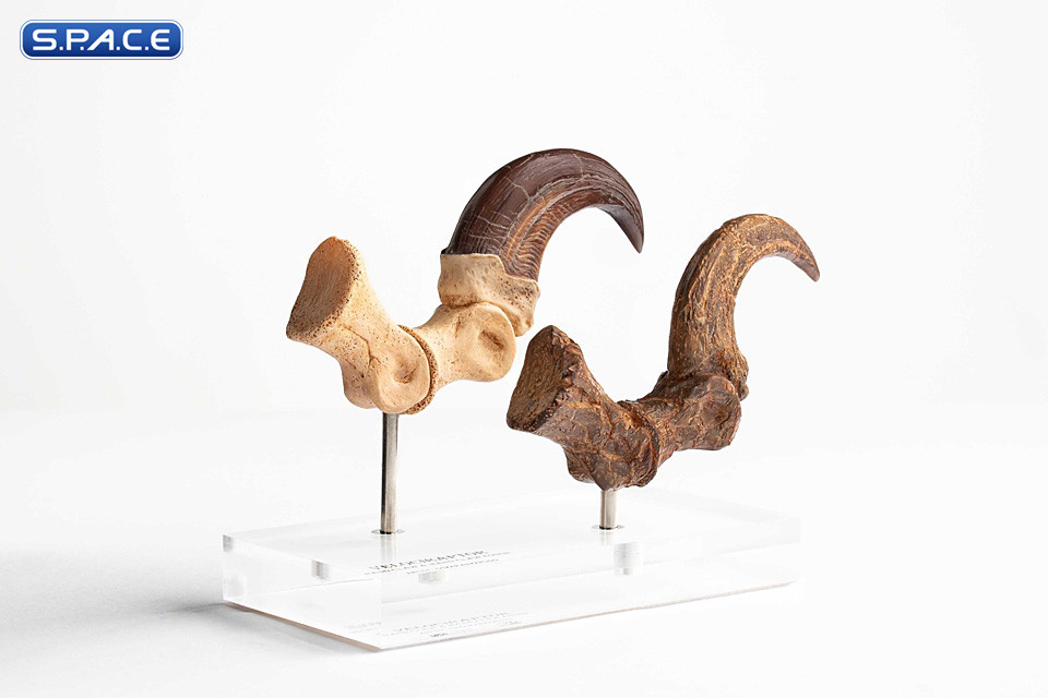 1:1 Velociraptor Foot Claw & Fossil Claw Life-Size Replica Set (Jurassic Park)