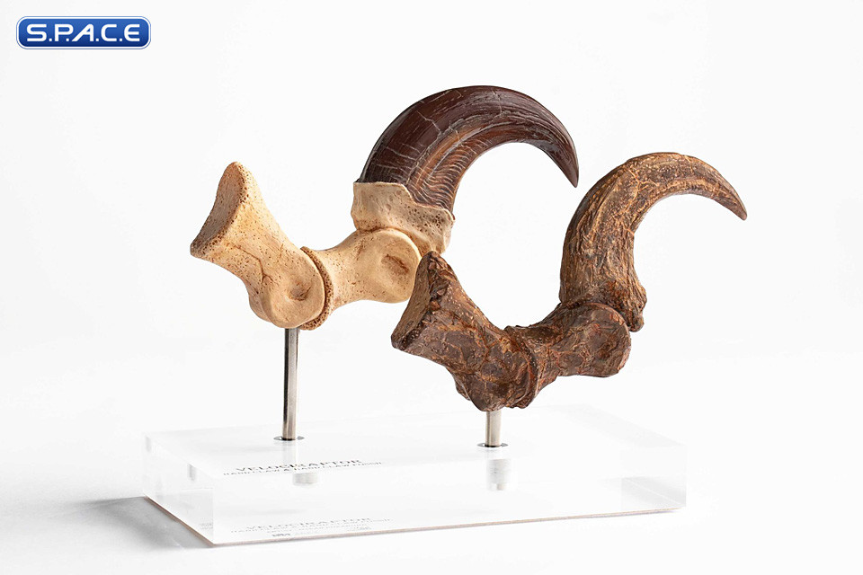 1:1 Velociraptor Foot Claw & Fossil Claw Life-Size Replica Set (Jurassic Park)