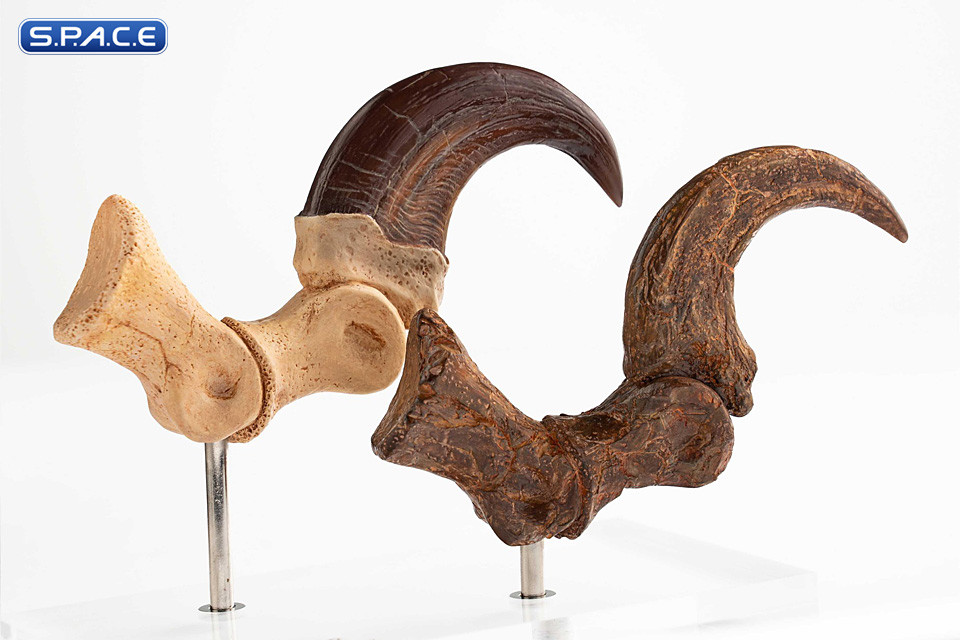 1:1 Velociraptor Foot Claw & Fossil Claw Life-Size Replica Set (Jurassic Park)
