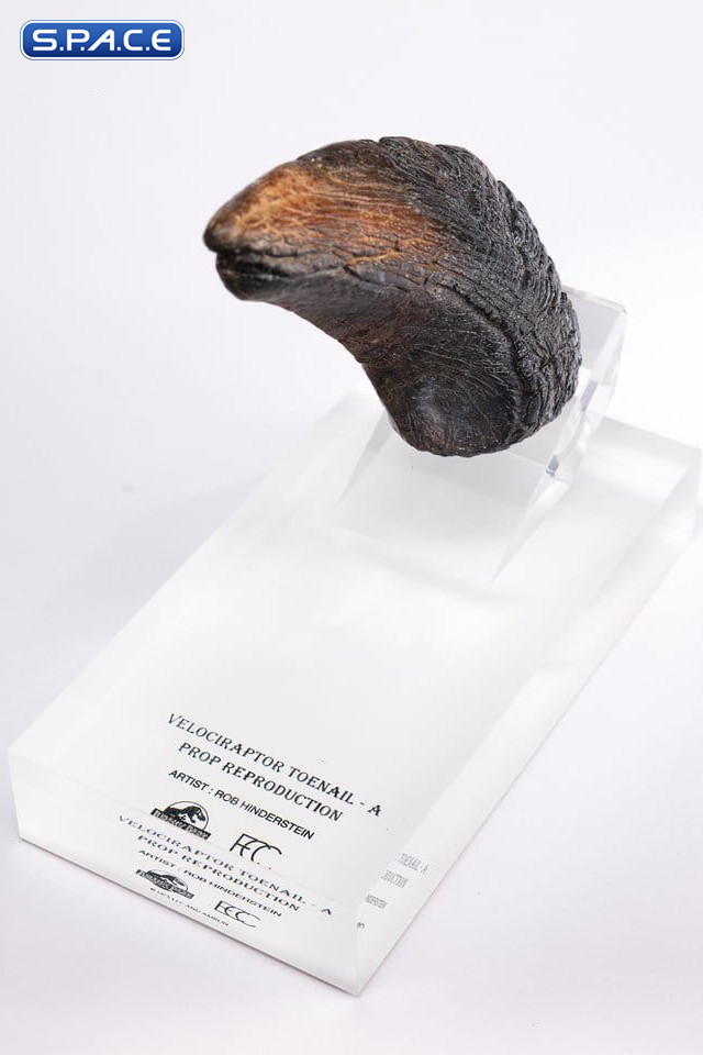 Velociraptor Toenail Type A Prop Replica (Jurassic Park)