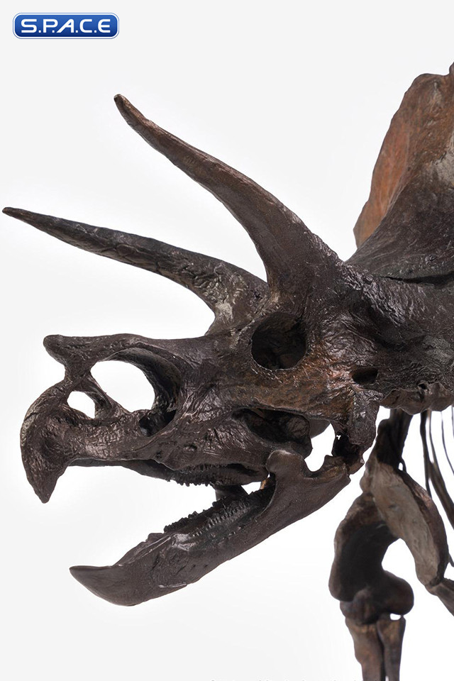 1/24 Scale Triceratops Fossil Skeleton Bronze Statue (Jurassic Park)