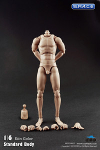 1/6 Scale Standard male high Body - narrow shoulders