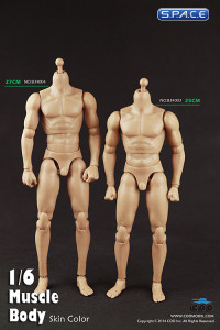 1/6 Scale Muscle male high Body