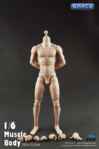 1/6 Scale Muscle male high Body