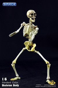 1/6 Scale movable Skeleton Body (standard color)