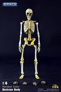 1/6 Scale movable Skeleton Body (standard color)