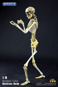 1/6 Scale movable Skeleton Body (standard color)