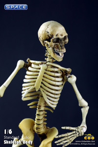 1/6 Scale movable Skeleton Body (standard color)