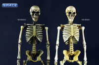 1/6 Scale movable Skeleton Body (standard color)