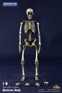 1/6 Scale movable Skeleton Body (old color)