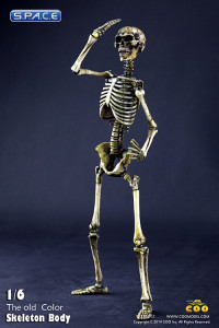 1/6 Scale movable Skeleton Body (old color)