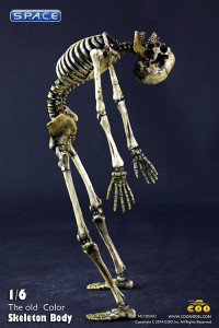 1/6 Scale movable Skeleton Body (old color)