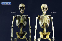 1/6 Scale movable Skeleton Body (old color)