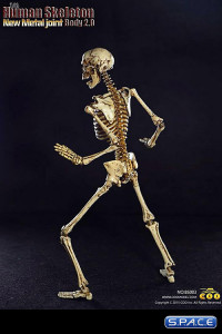 1/6 Scale Human Skeleton Body 2.0