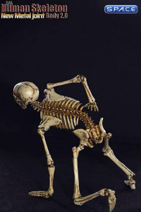 1/6 Scale Human Skeleton Body 2.0