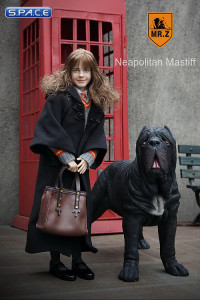 1/6 Scale black Neapolitan Mastiff