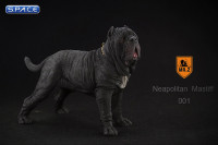 1/6 Scale black Neapolitan Mastiff