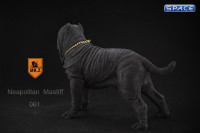 1/6 Scale black Neapolitan Mastiff
