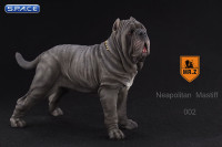 1/6 Scale grey Neapolitan Mastiff