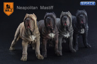 1/6 Scale grey Neapolitan Mastiff