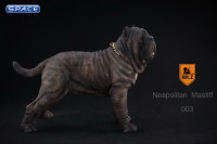 1/6 Scale tabby Neapolitan Mastiff