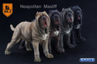 1/6 Scale tabby Neapolitan Mastiff