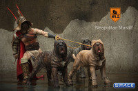 1/6 Scale tan Neapolitan Mastiff