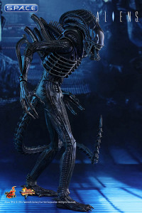 1/6 Scale Alien Warrior Movie Masterpiece MMS354 (Aliens)