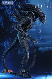 1/6 Scale Alien Warrior Movie Masterpiece MMS354 (Aliens)