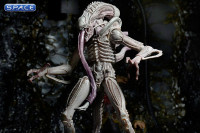 3er Komplettsatz: Aliens Serie 9 (Aliens)