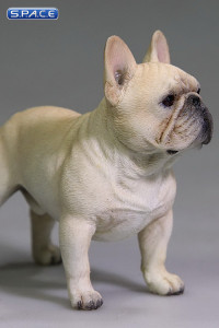 1/6 Scale beige French Bulldog