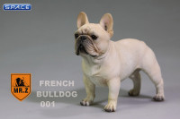 1/6 Scale beige French Bulldog