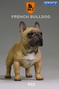1/6 Scale brown French Bulldog