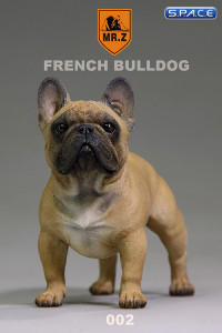 1/6 Scale brown French Bulldog