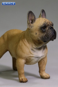 1/6 Scale brown French Bulldog