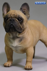 1/6 Scale brown French Bulldog