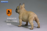 1/6 Scale brown French Bulldog