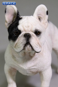 1/6 Scale white French Bulldog