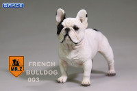 1/6 Scale white French Bulldog