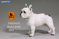 1/6 Scale white French Bulldog