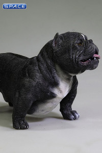 1/6 Scale black American Bully Dog