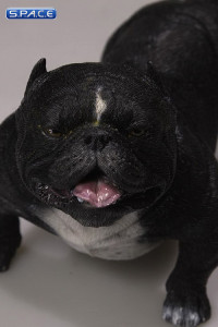 1/6 Scale black American Bully Dog