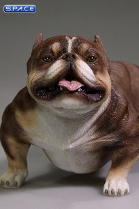 1/6 Scale brown American Bully Dog