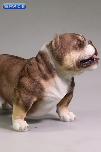 1/6 Scale brown American Bully Dog