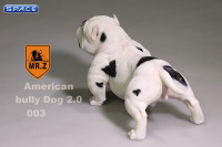 1/6 Scale white American Bully Dog