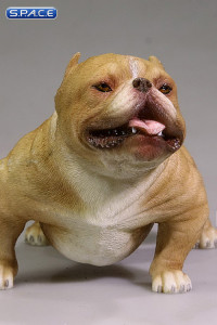 1/6 Scale tan American Bully Dog